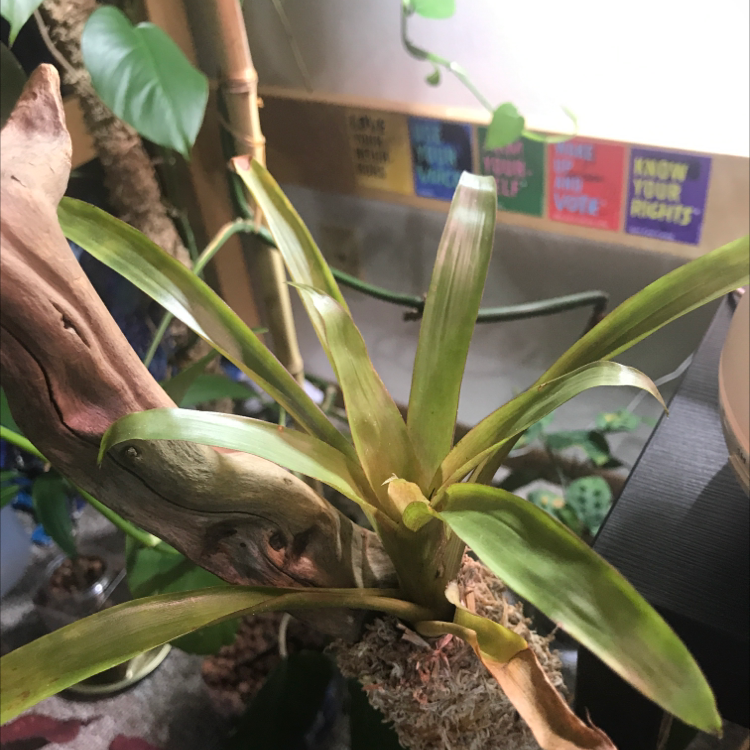 Droophead Tufted Airplant plant photo by @gayforthesun named bromie (baby) on Greg, the plant care app.