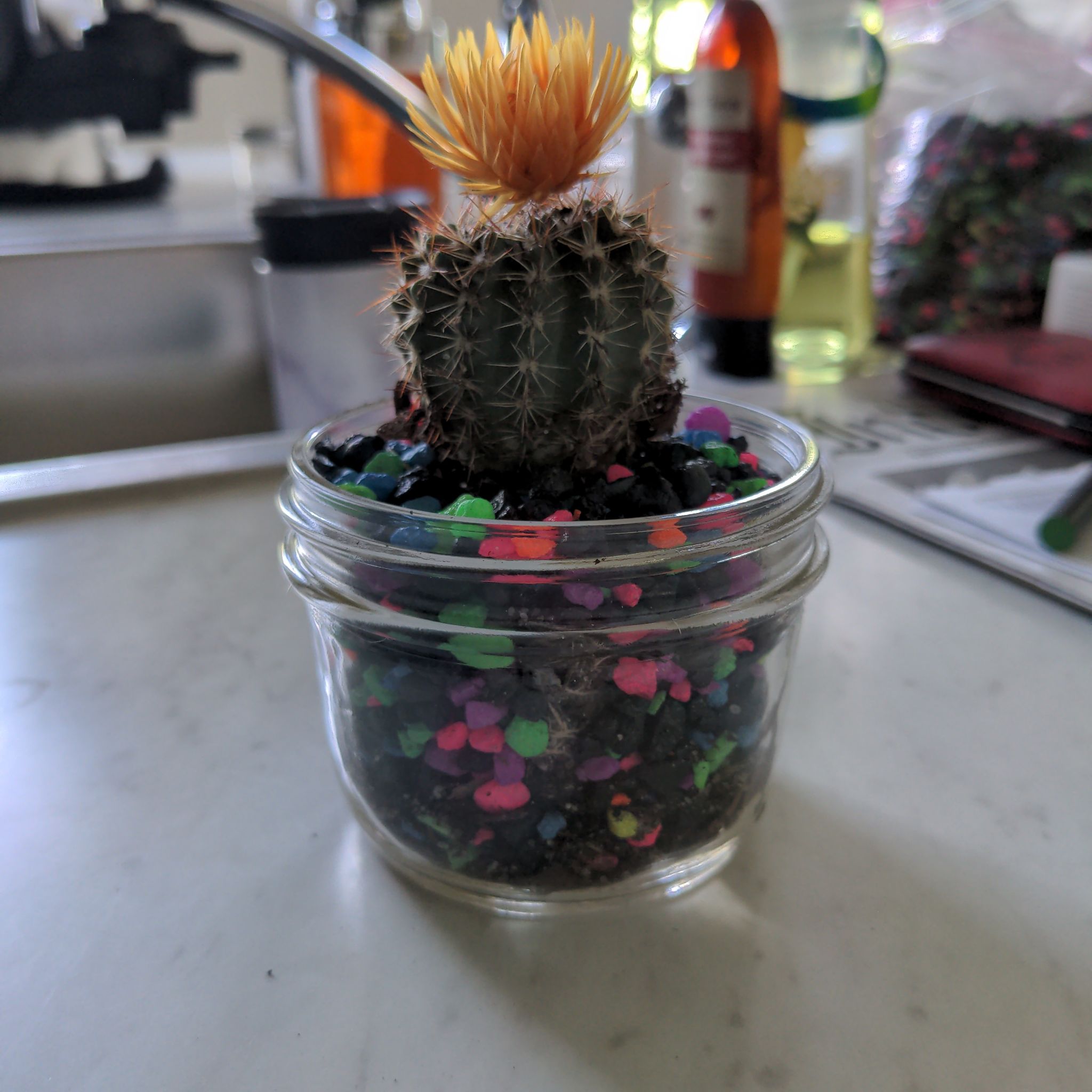 Photo of the plant species Parodia herteri by @UnruffledMostii named Mr Orange on Greg, the plant care app