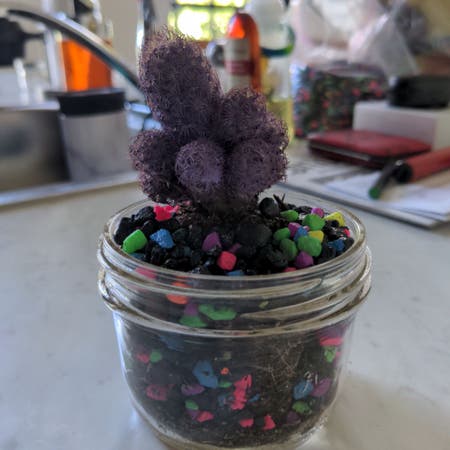 Photo of the plant species Desert Candle Cactus by Unruffledmostii named Mr Purple on Greg, the plant care app