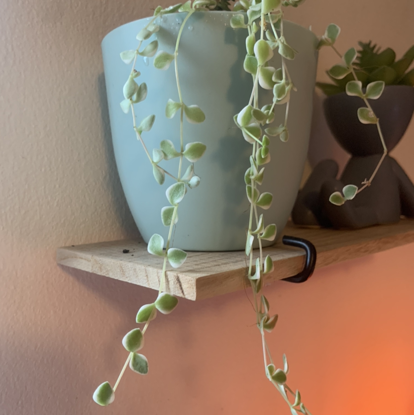 Photo of the plant species Mini Kitty Crassula by @Bonniesfriendsareplants named Tarzan on Greg, the plant care app