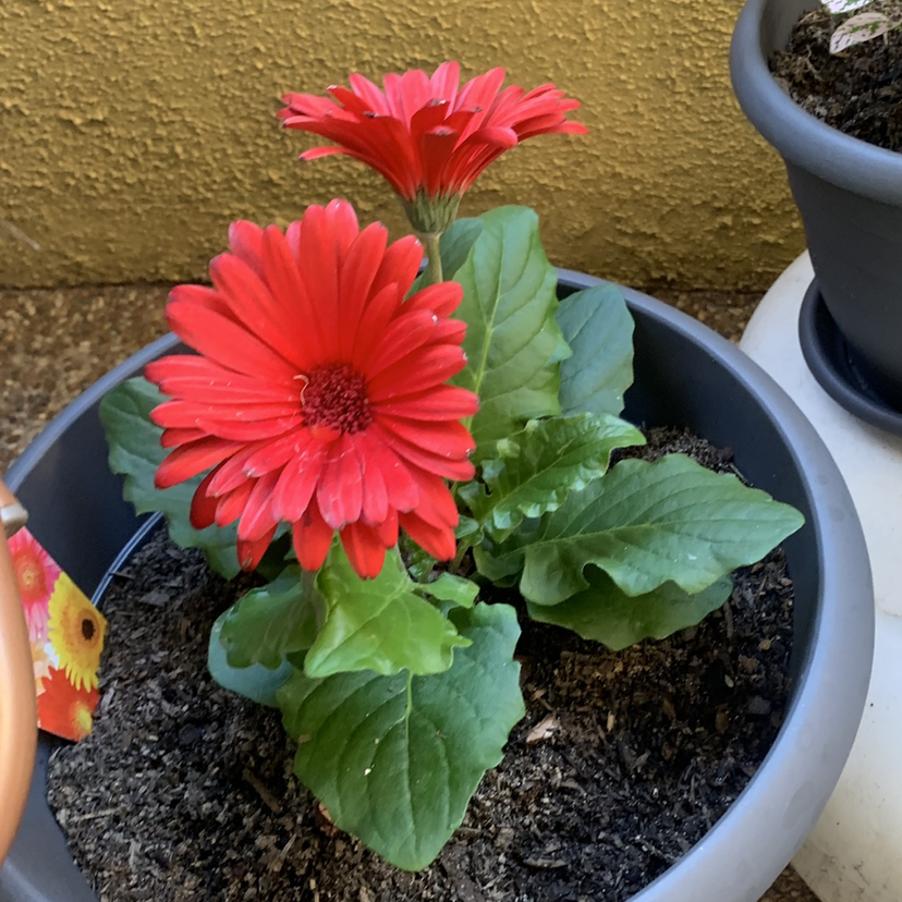 Gerbera plant with red flowers in a pot, healthy leaves, and visible soil.