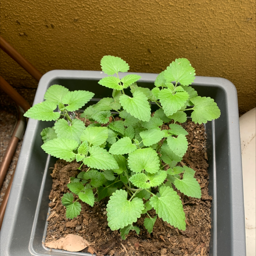 Healthy catnip plant in a square pot with vibrant green leaves.