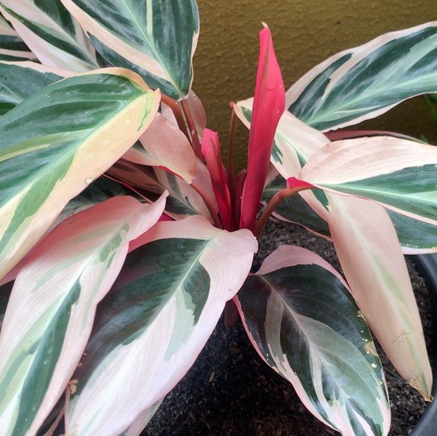 Triostar Stromanthe plant photo by @Bonniesfriendsareplants named Trio on Greg, the plant care app.