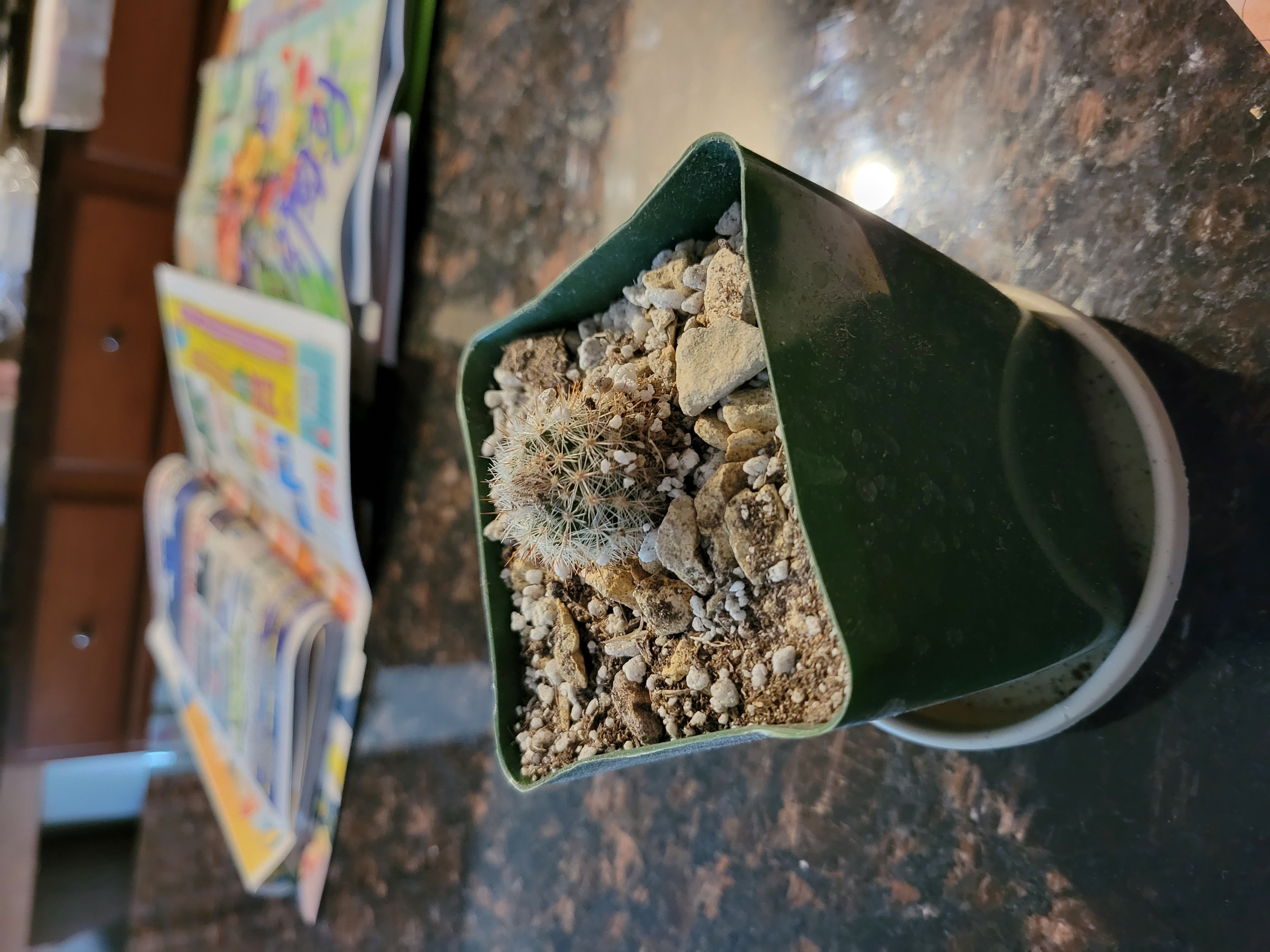 Photo of the plant species Echinocereus laui by @ElegantRedlion named Mr. Prickly on Greg, the plant care app