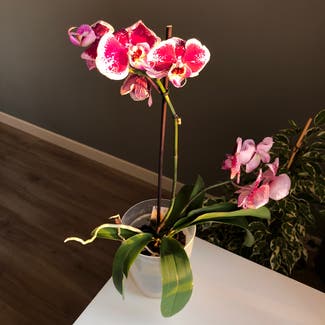 Phalaenopsis Orchid plant in Kyiv, Kyiv city