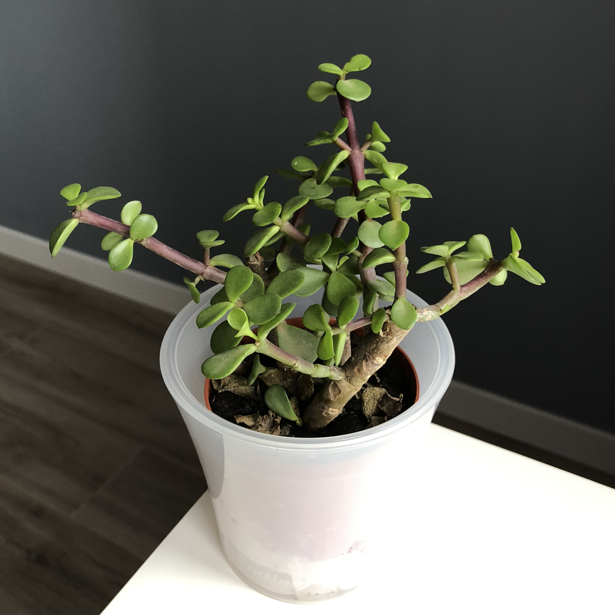 Photo of the plant species Elephant Bush by @bndrnk named Elephant bush on Greg, the plant care app