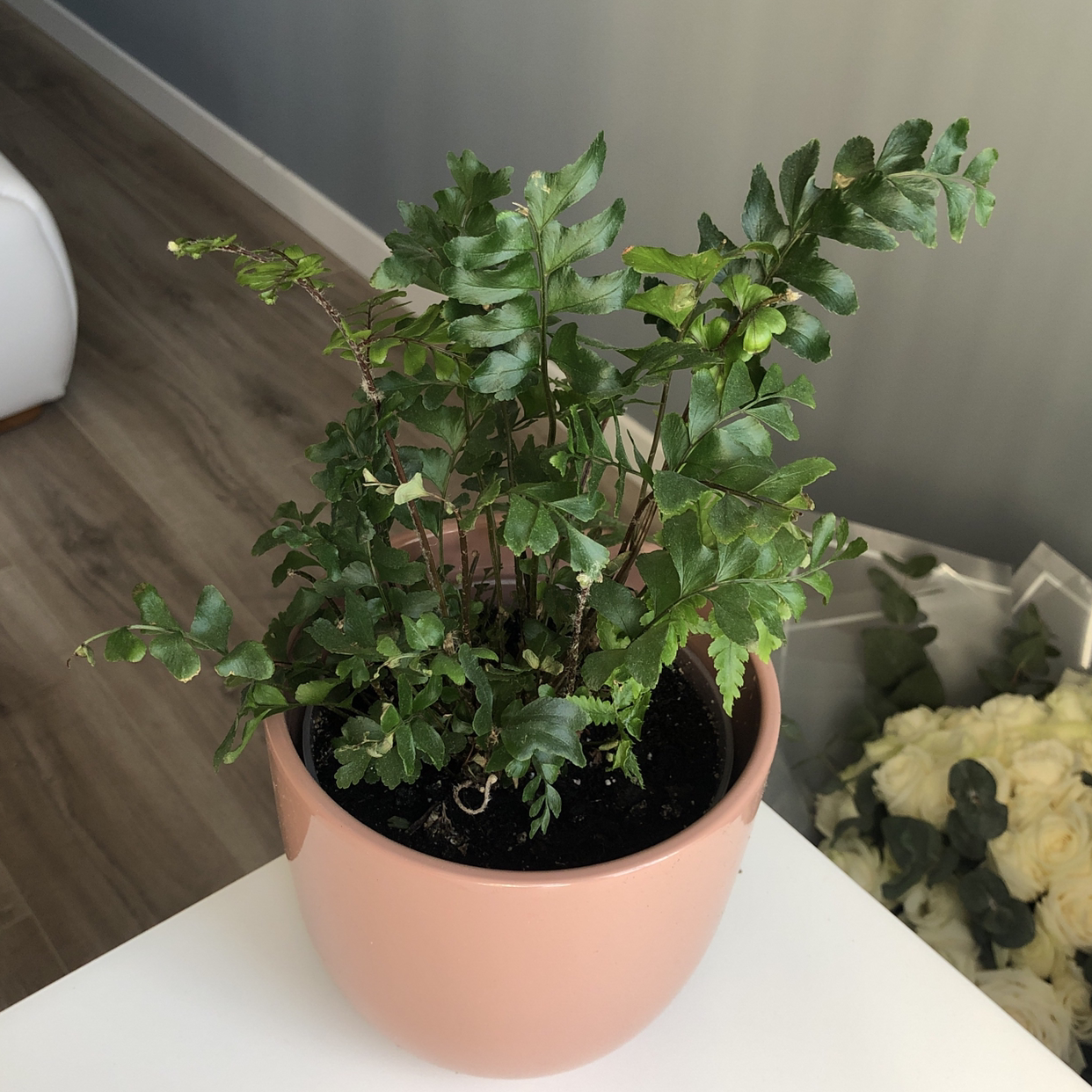 Photo of the plant species Northern Maidenhair Fern by @bndrnk named Didymochlaena on Greg, the plant care app