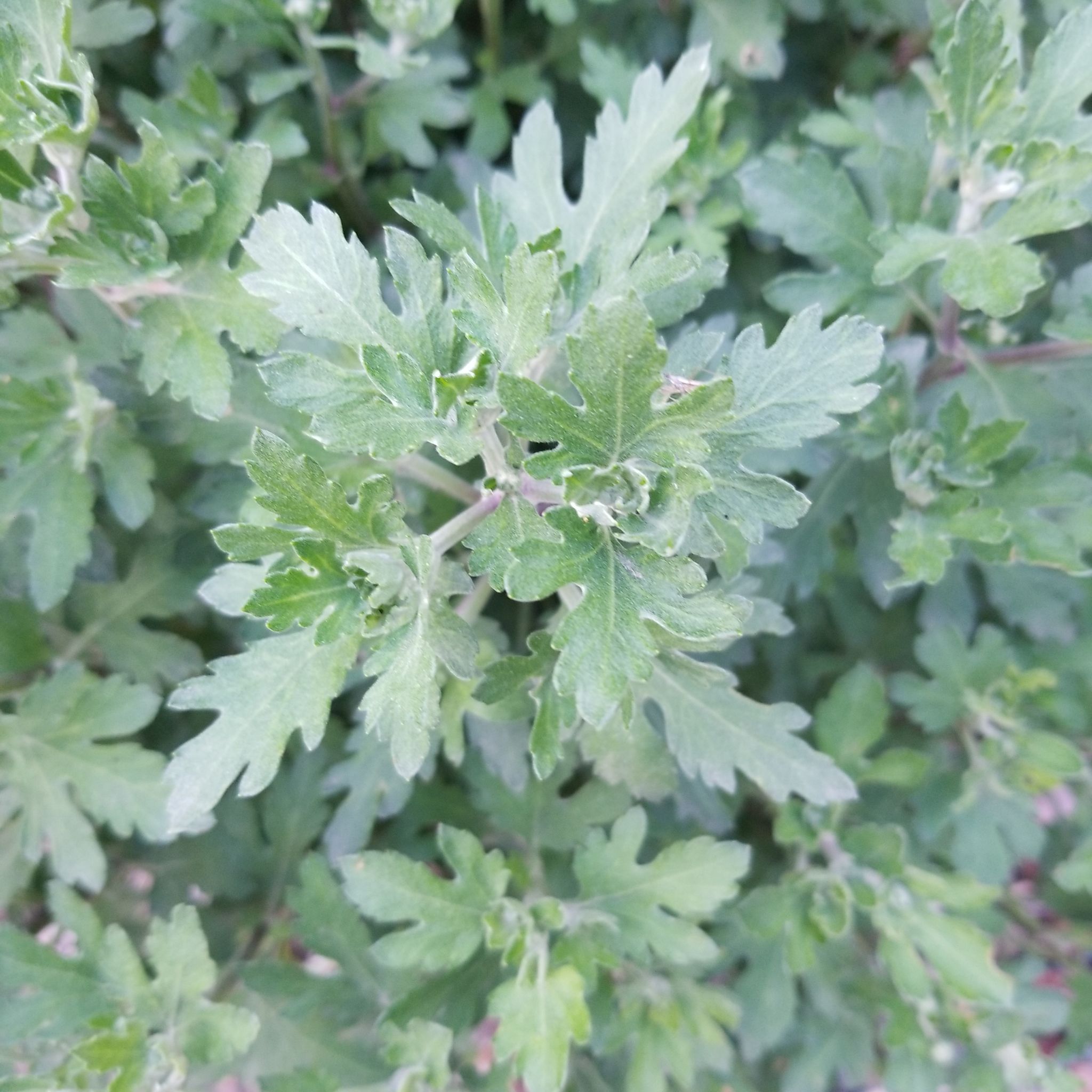 Close-up of a healthy Mugwort plant with green, lobed leaves.