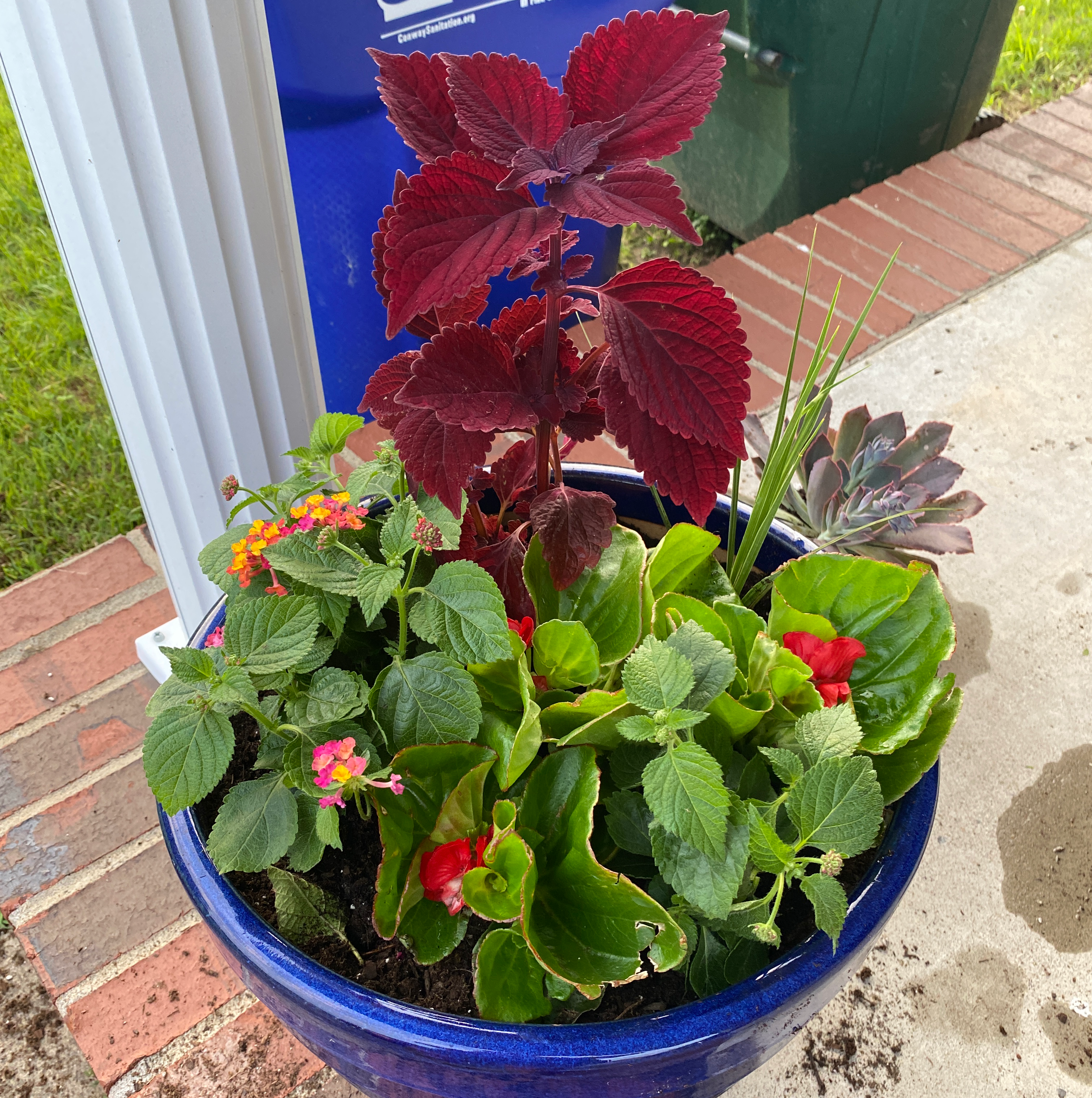 Photo of the plant species Pendula Begonia by @PropheticCanna named Triple Pot on Greg, the plant care app