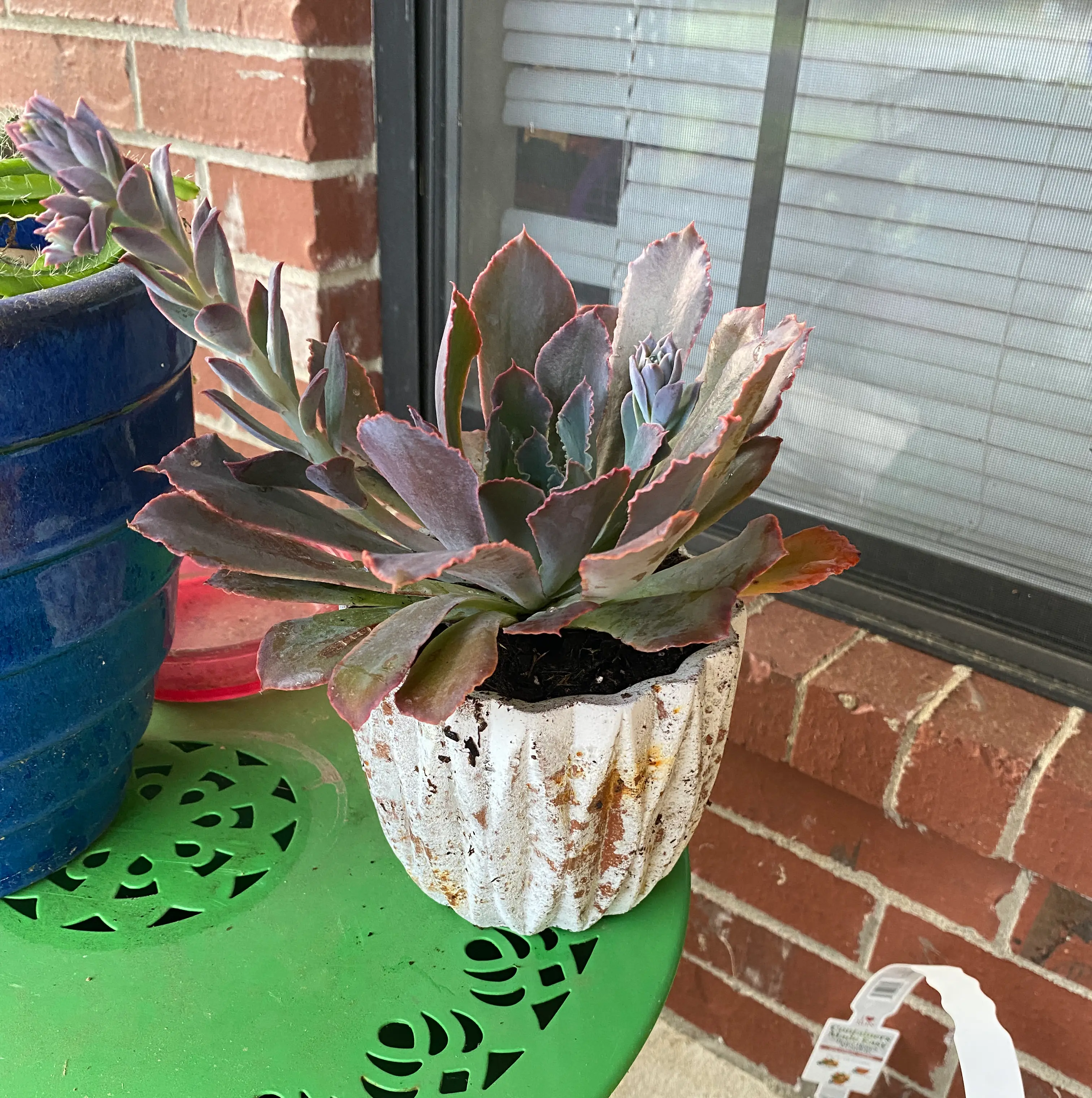 Mexican Hens succulent in a white pot on a green table, with a brick wall and window in the background.