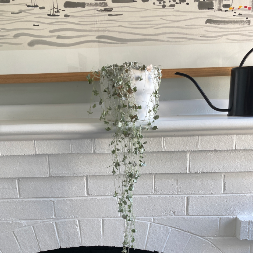 Potted Silver Ponysfoot plant with trailing vines on a white mantelpiece.
