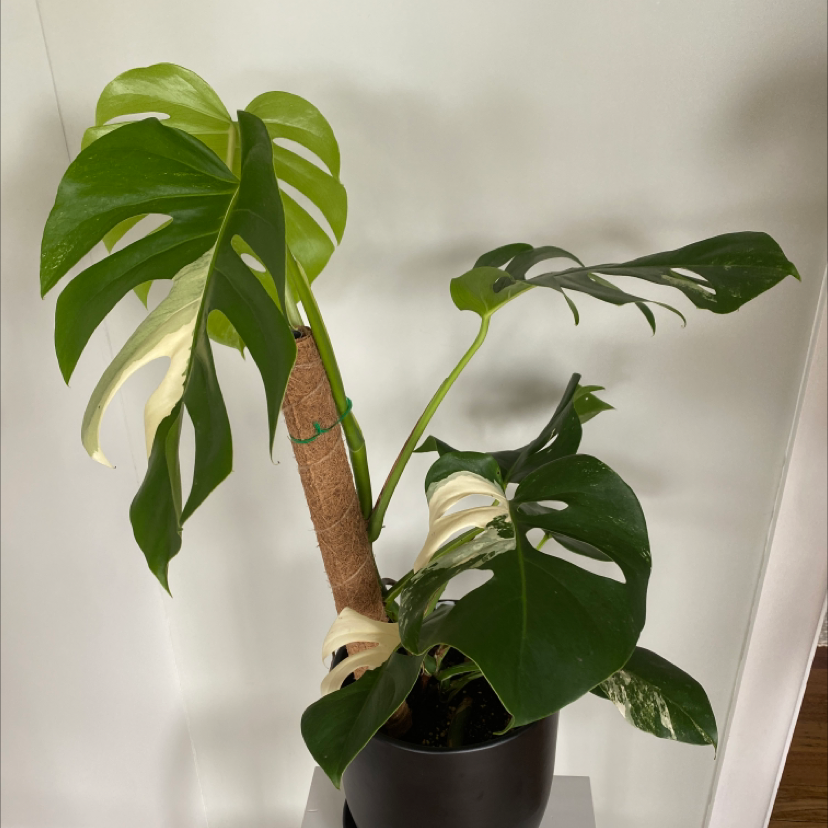 Monstera 'Albo' plant with variegated leaves in a black pot, supported by a stake.
