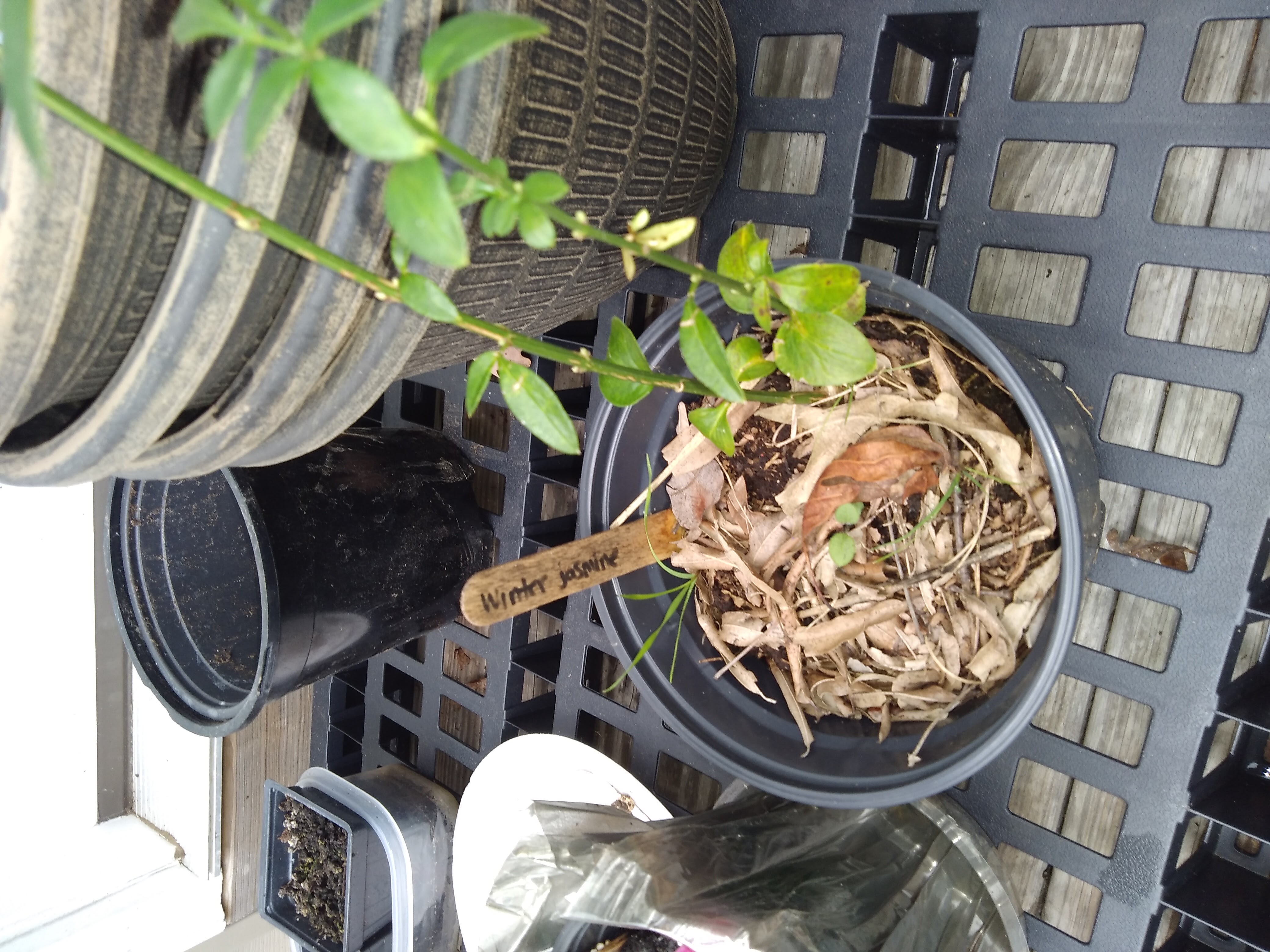 Photo of the plant species Winter jasmine by @DeftBonsai named Siffie on Greg, the plant care app