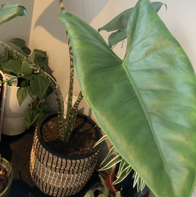 Zebra Elephant Ear plant with large green leaves in a decorative pot.