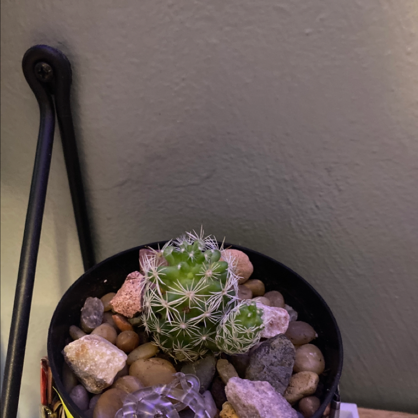 A healthy Pineapple Cactus in a pot with rocky soil.