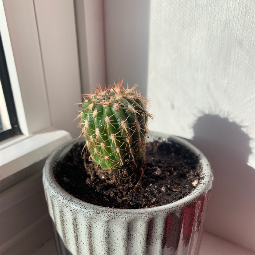 Correll's Hedgehog Cactus in a pot near a window, healthy and well-lit.