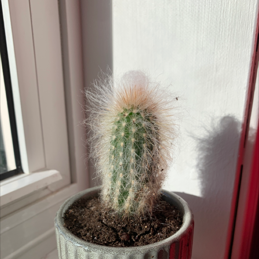 Photo of the plant species Cleistocactus smaragdiflorus by Sophia named Donald on Greg, the plant care app
