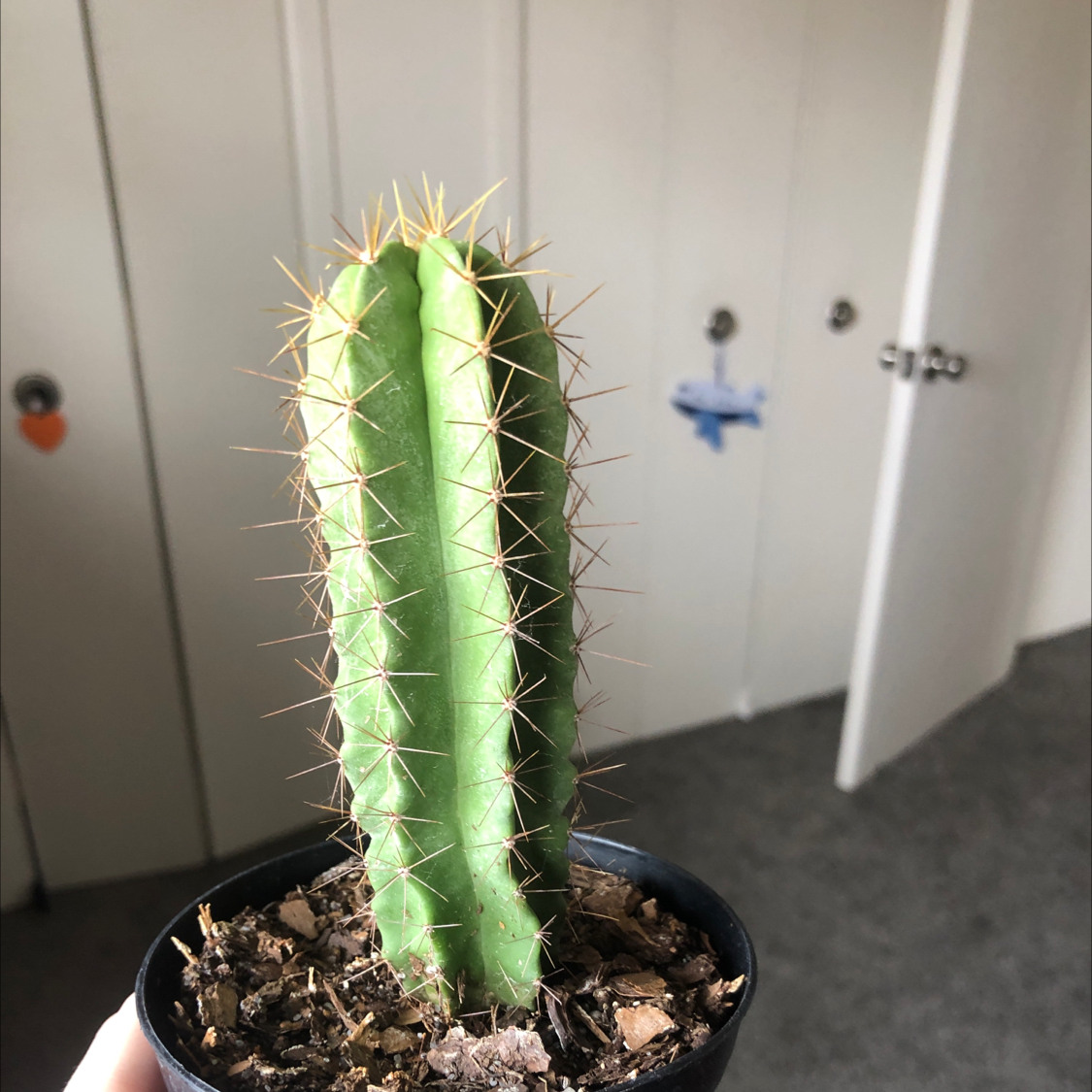 A healthy Pleated Cereus cactus in a small pot, held by a hand.