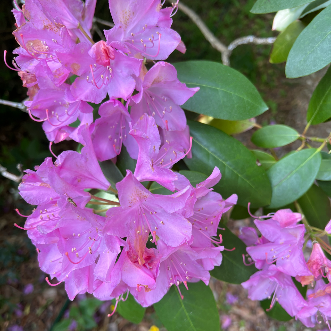 Alpenrose plant with vibrant pink flowers and green leaves.
