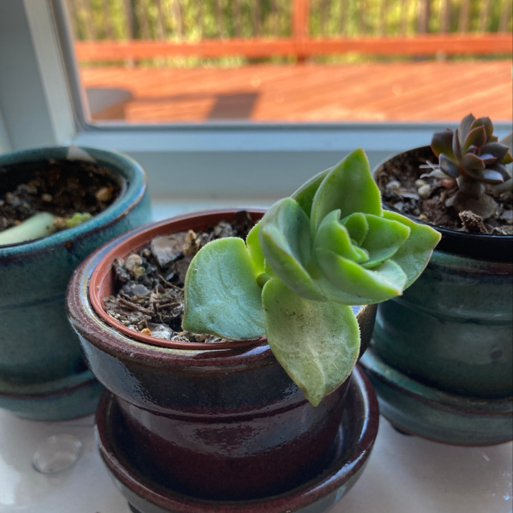 Red Pagoda succulent in a pot with slight leaf discoloration, other potted plants in the background.