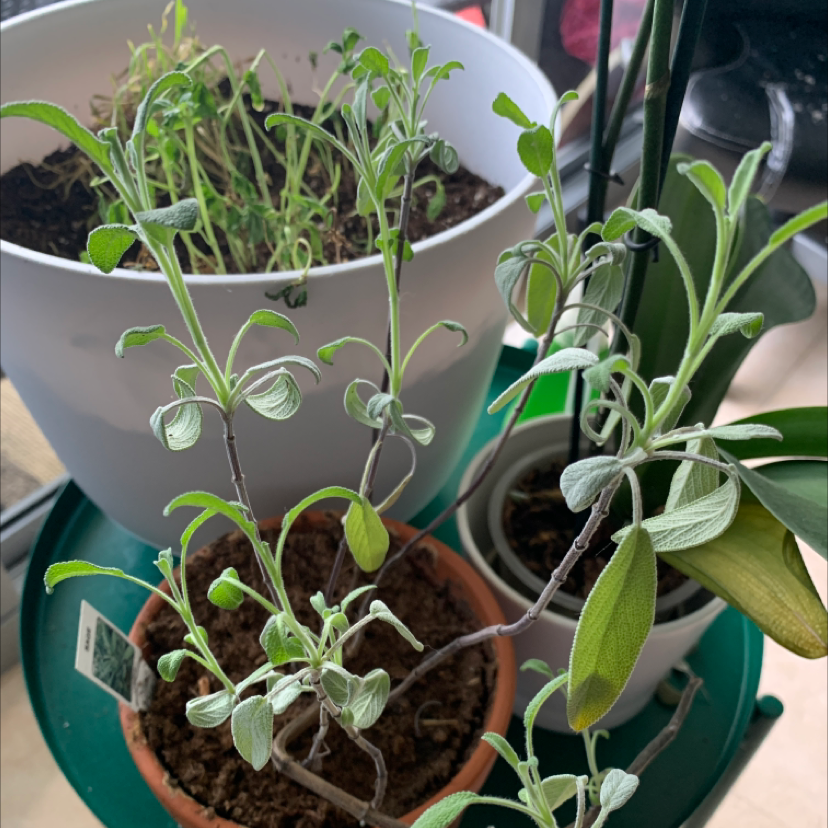 Image of a Common Sage plant with visible soil and minor yellowing leaves.