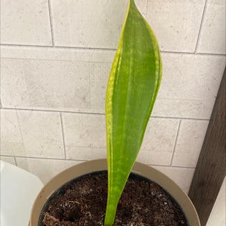 Snake Plant plant in Russellville, Alabama