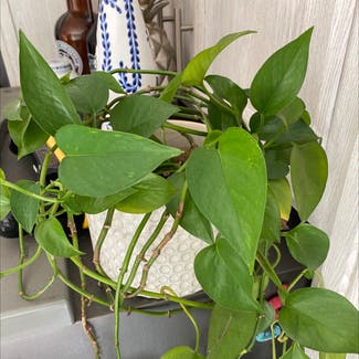 Golden Pothos plant in Russellville, Alabama