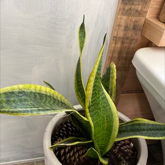 Snake Plant plant in Russellville, Alabama