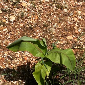 Banana plant in Russellville, Alabama