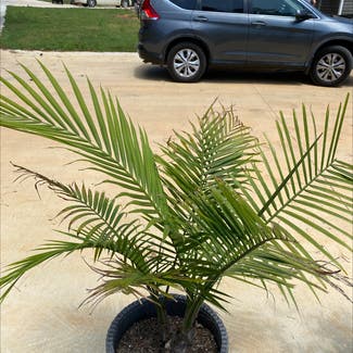 Majesty Palm plant in Russellville, Alabama
