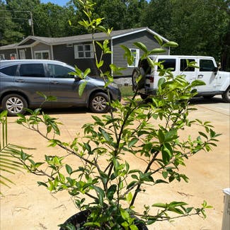 Key Lime Tree plant in Russellville, Alabama