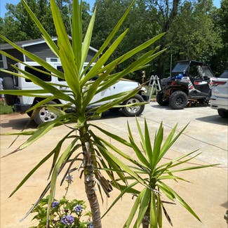 Blue-Stem Yucca plant in Russellville, Alabama