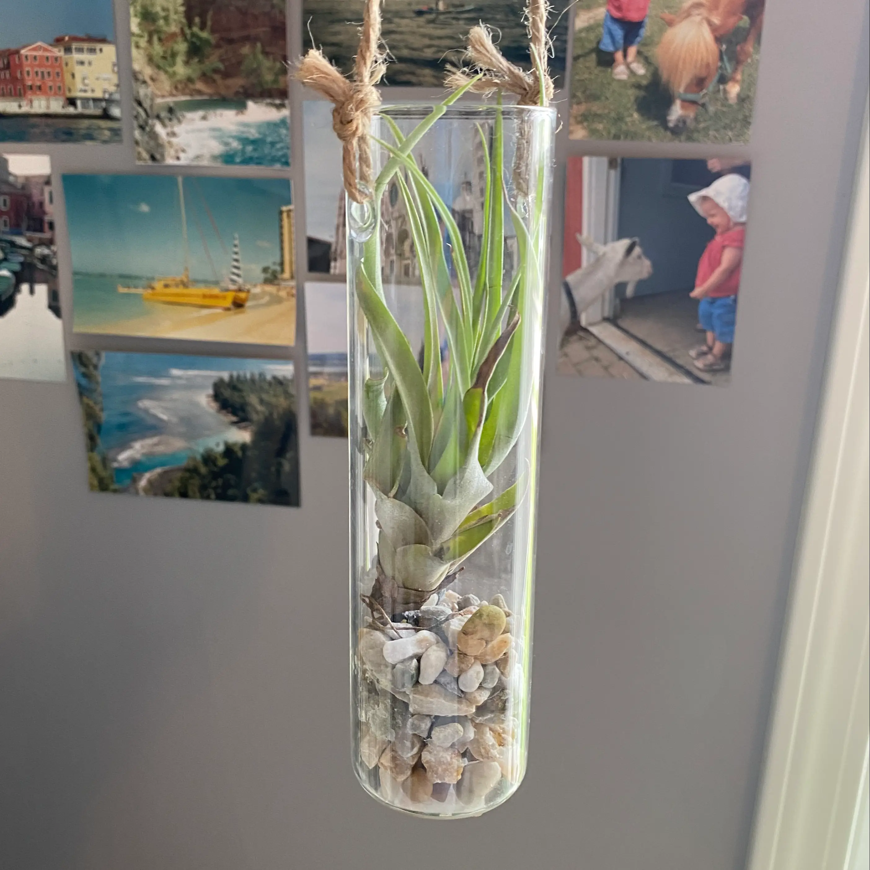 Capitata Air Plant in a glass container with pebbles, background includes several photographs.