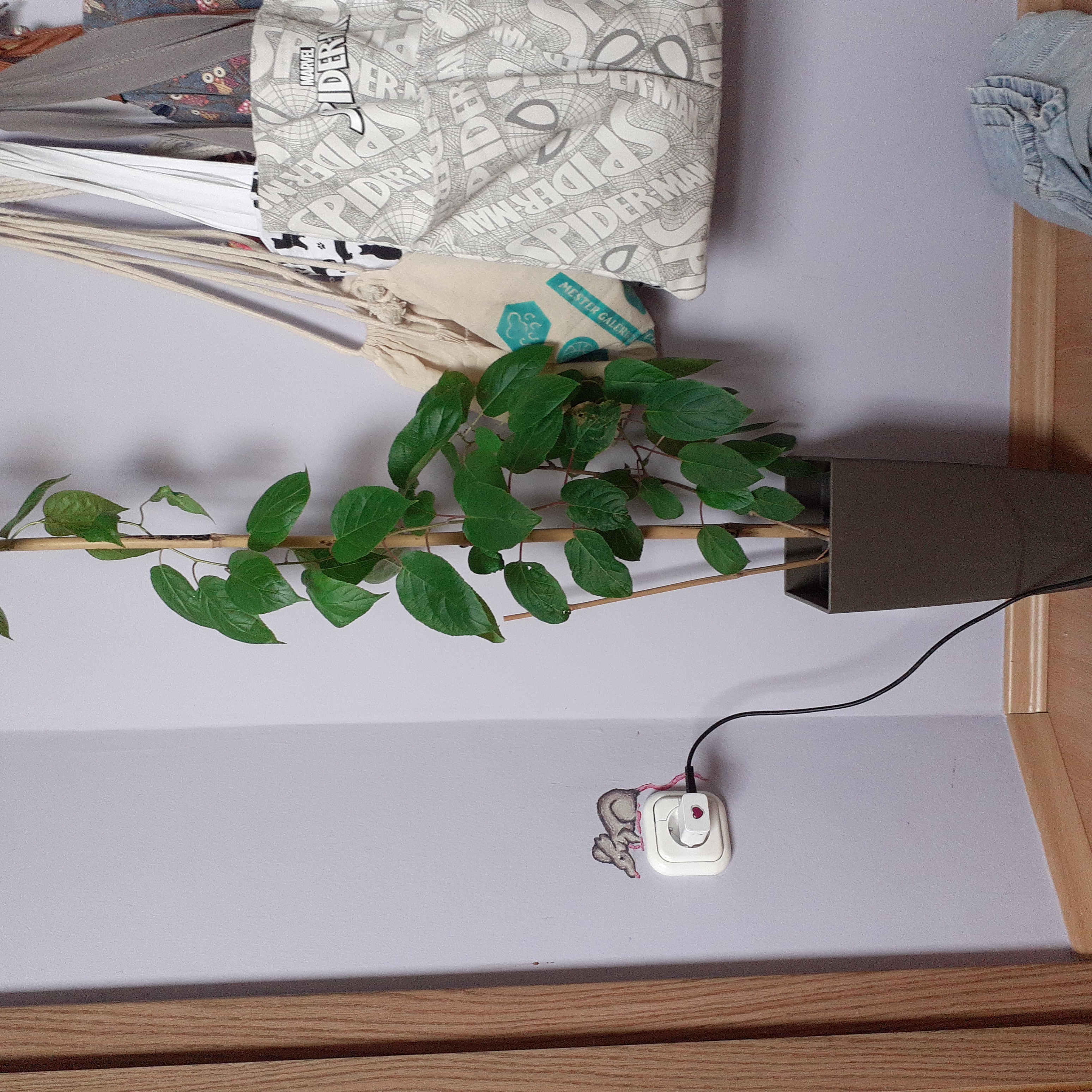 Plant care for Actinidia 'Summer' on Greg, the plant care app