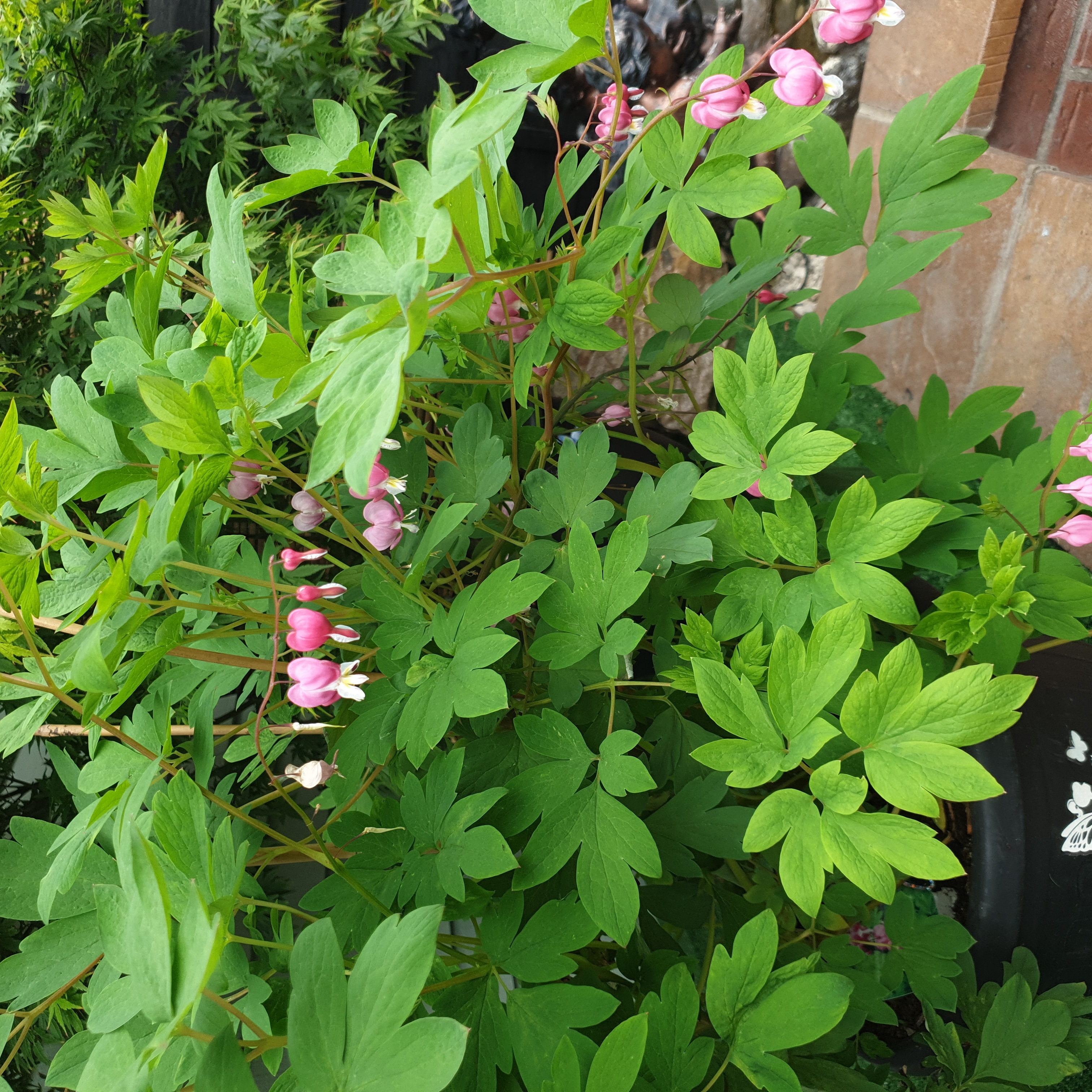 Asian Bleeding-Heart plant with green leaves and pink flowers, well-framed and healthy.