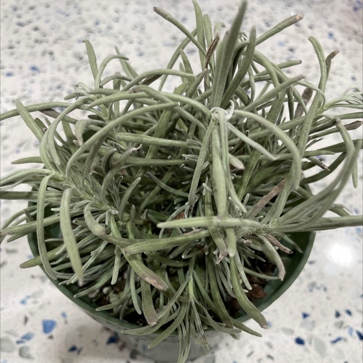 Photo of the plant species Lavender 'Phenomenal' by @LordlyNikkofir named Ellie on Greg, the plant care app