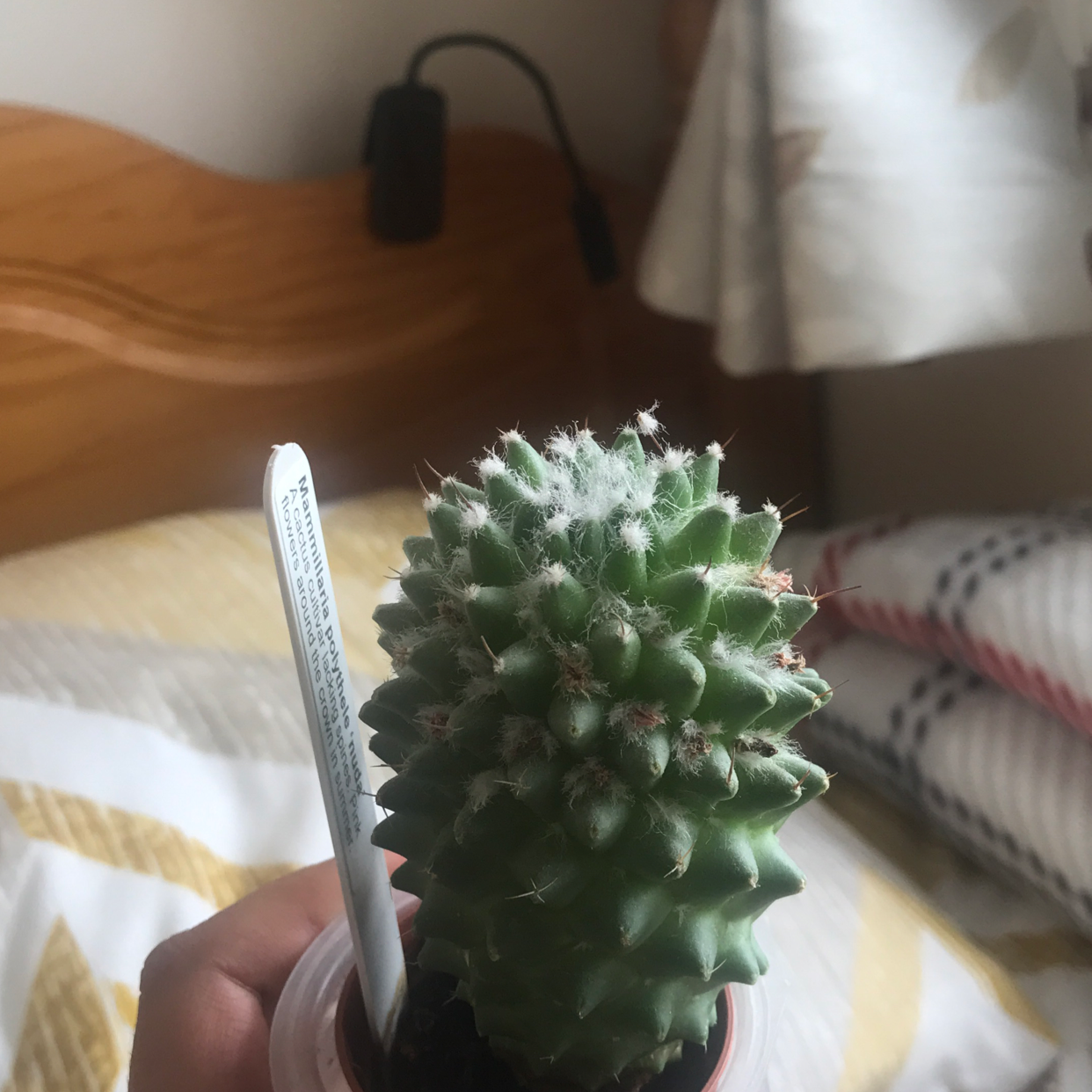 Photo of the plant species Mammillaria polythele 'Nuda' by @plantypus named Kiwi 🥝 on Greg, the plant care app