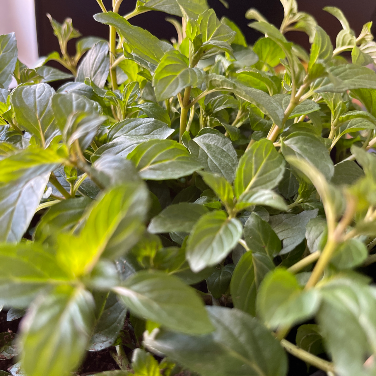 Close-up of a healthy peppermint plant with vibrant green leaves.