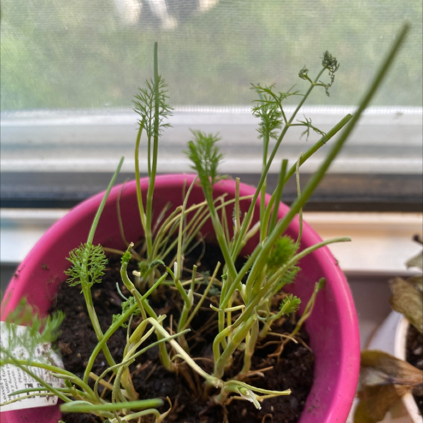 Chamomile plant in a pink pot near a window, with thin stems and feathery leaves.