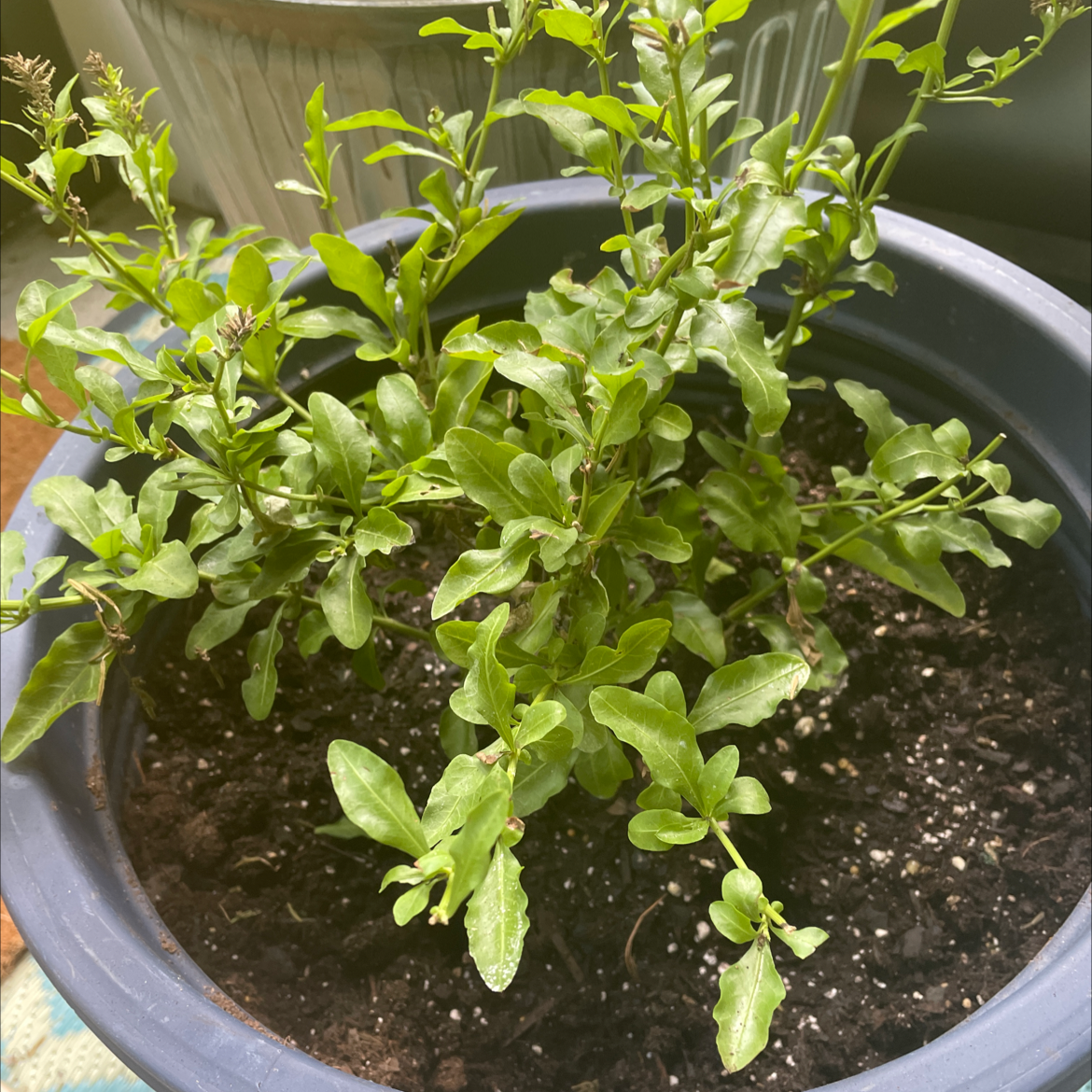 Blue Plumbago plant in a pot with healthy green leaves.