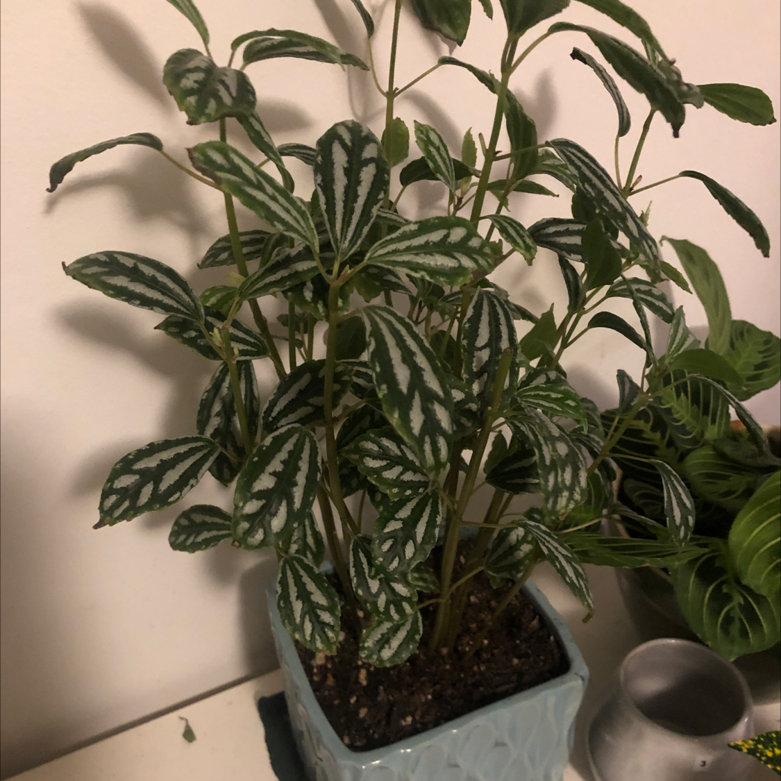 Healthy Aluminum Plant (Pilea cadierei) in a pot with characteristic silver markings on leaves.