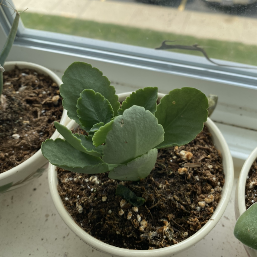 A healthy Kalanchoe plant with vibrant green scalloped leaves growing in a small white ceramic pot.
