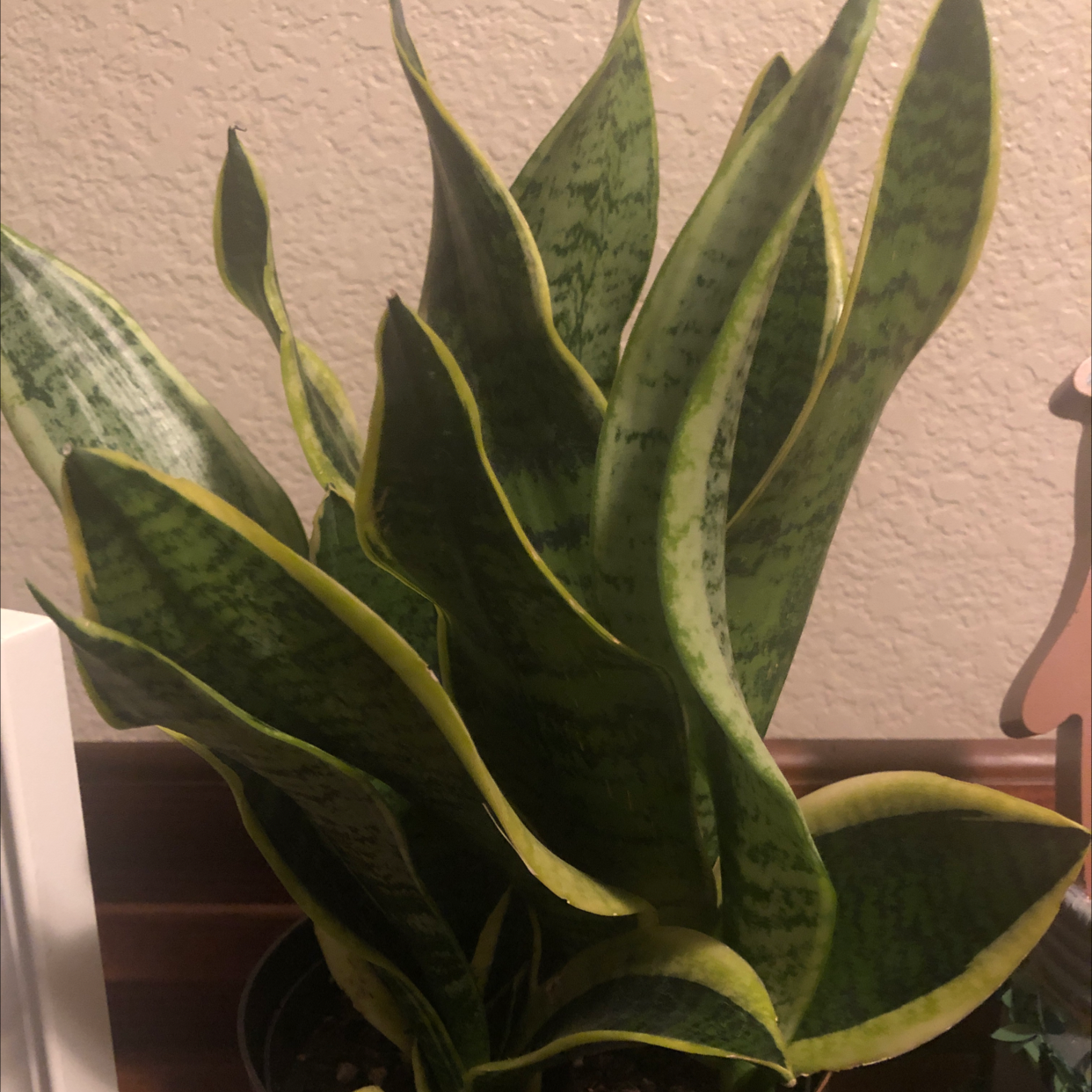 Photo of the plant species Buddha Belly Sugarcane by Octavio named Anne on Greg, the plant care app