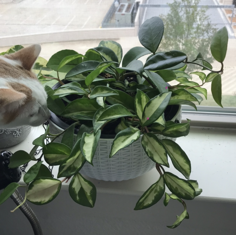 Healthy waxplant (Hoya carnosa) in gray pot on windowsill, with thick waxy variegated leaves and a cat's paw reaching towards it.