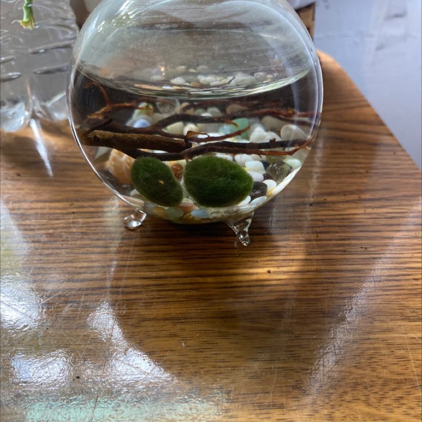 Plant care for Dracena Tomado on Greg, the plant care app