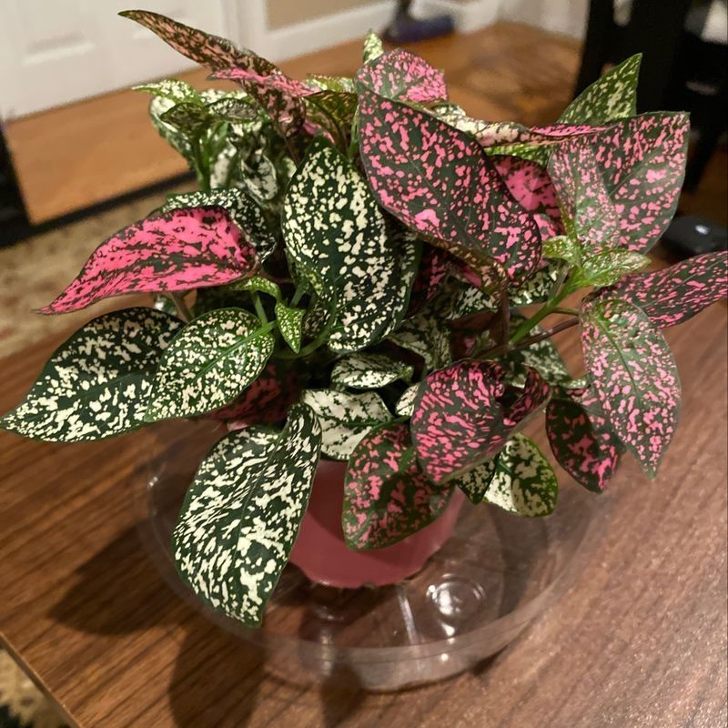 Healthy, vibrantly colored Polka Dot Plant in a glass bowl with pink and green variegated leaves.