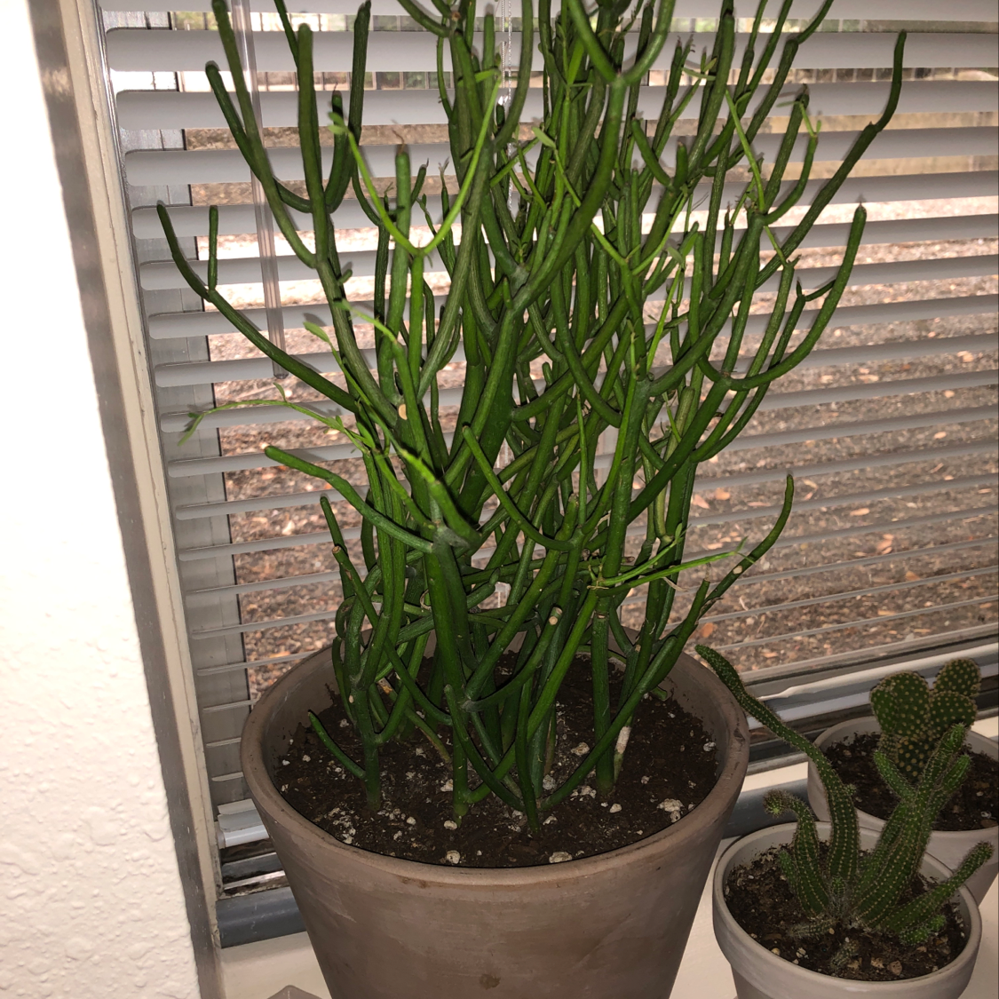 Healthy Pencil Cactus (Euphorbia tirucalli) in a pot near a window.