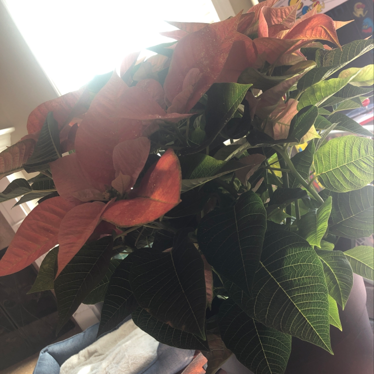 Poinsettia plant photo by @koolaidkhris named Harmony on Greg, the plant care app.