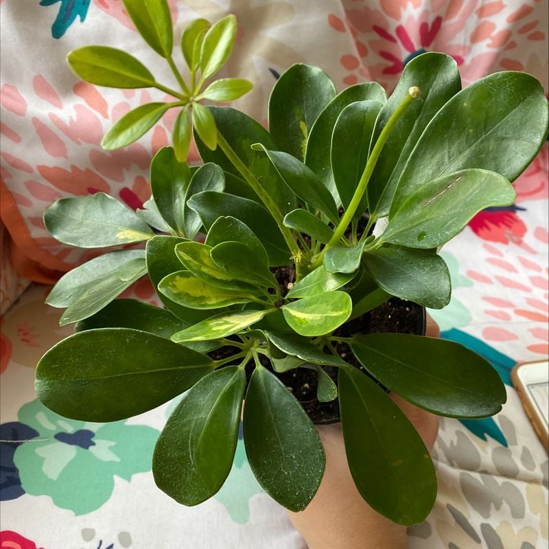 Healthy dwarf umbrella tree with glossy green leaves held up by hand against floral background.