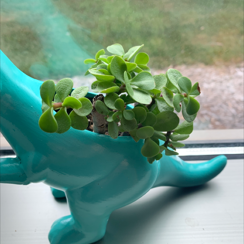 Photo of the plant species chian xen magpie by Carrin named Succulent on Greg, the plant care app
